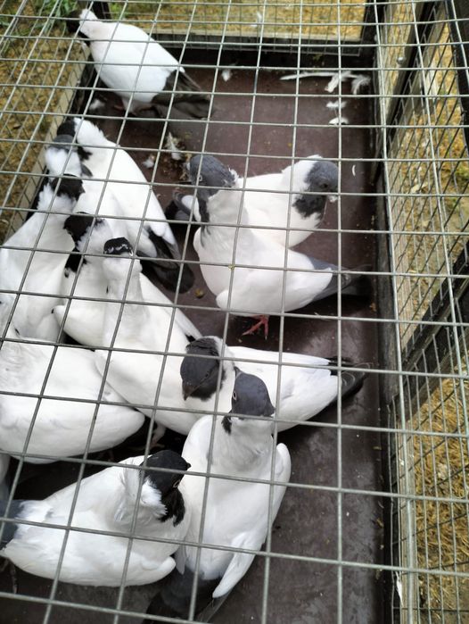 Gołębie - zakonniki