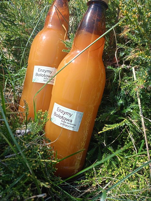 Enzymy bołotowa 5 litrów, zakwas, kwas bołotowa