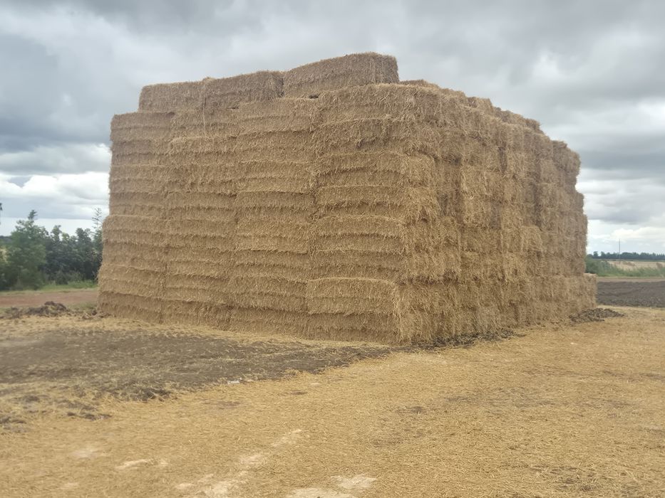 Słoma pszenna dużą kostka 2025