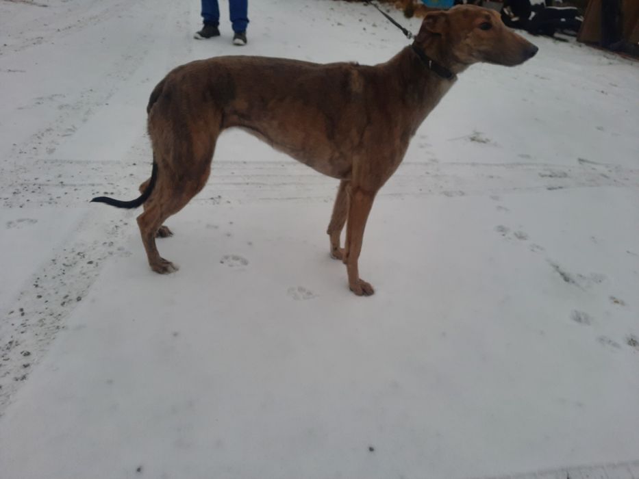 Chart greyhound suka