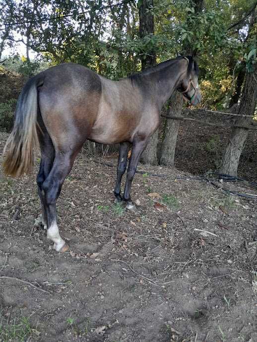 Cavalo lusitano nascido em maio de 2024