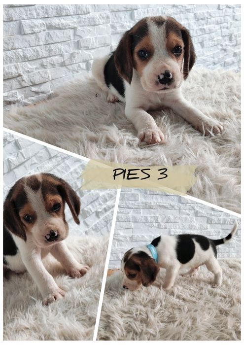 Beagle .. Beagle