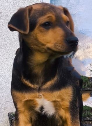 Oddam pieska do adopcji.