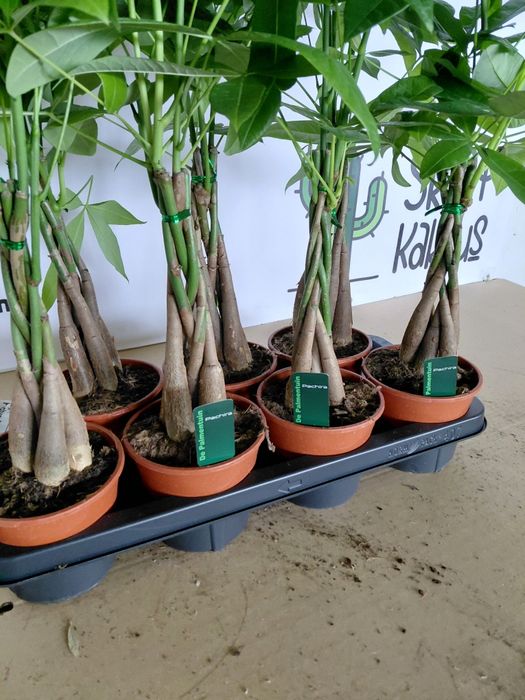 Pachira aquatica, Pachira wodna 70cm WYSYŁKA