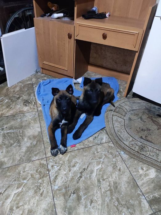 Цуценята малінуа