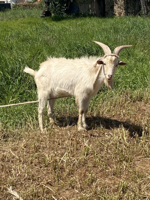Vendo chivo raca grande com 1 ano e meio