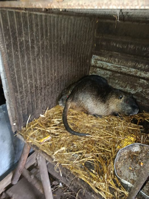 Продам м'ясо нутрій і нутрій сім'я ми