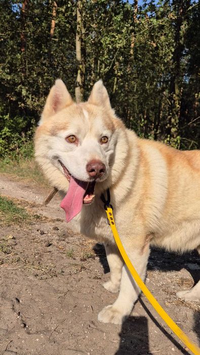 Misiek łagodny pies husky adopcja