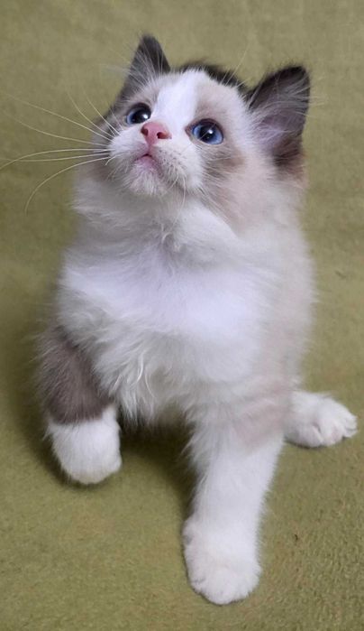 kociak rasy ragdoll