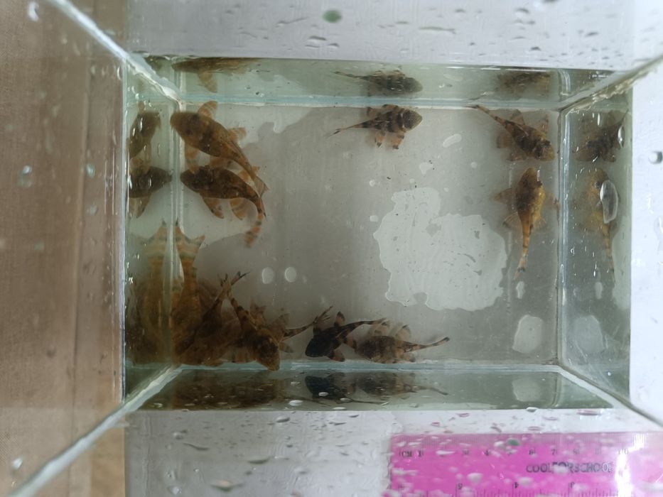 Лорикария красная гнездо