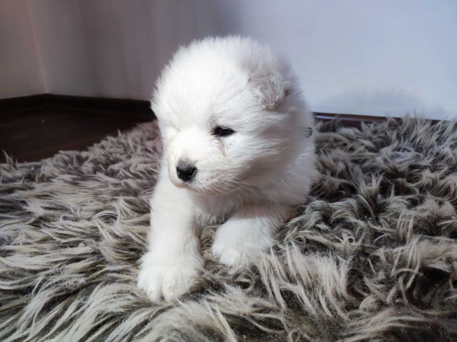 gotowa Samoyed FCI / ZKwP samojed śnieżnobiały