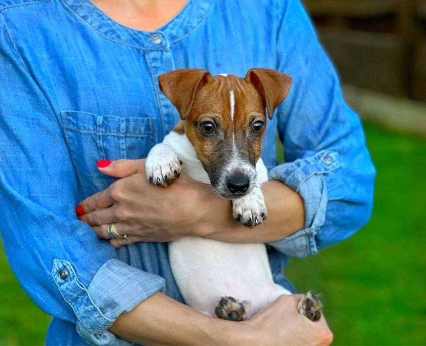 Джек Рассел превосходные щенки