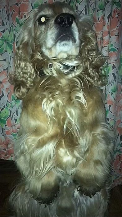 Научу собаку командам Чернигов