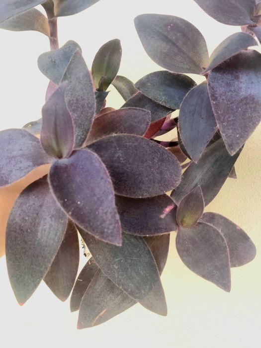 Planta Tradescantia Purple Heart