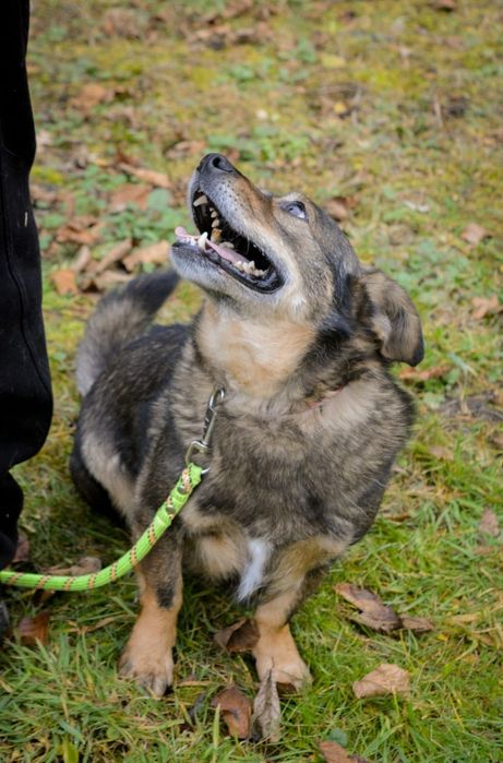 Mały przytulaśny psiak szuka domu