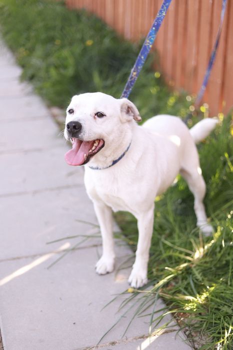 Roger - wesoły, łagodny i towarzyski samiec poleca się do adopcji