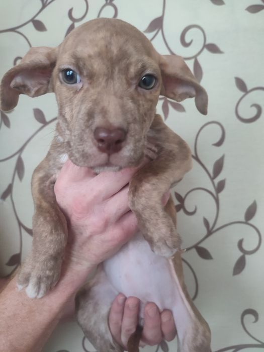 Щенки пит-бультерьера