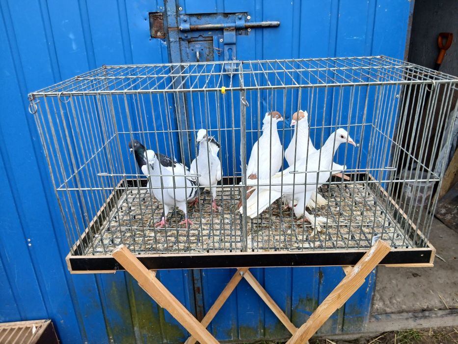 Gołębie ozdobne bociany masłowe krymki bocian żałobny jasny ciemny