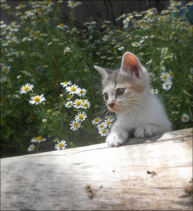 Nikon Coolpix 3200 , в гарненькому кольорі!