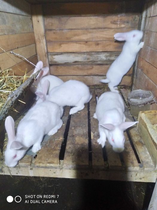 Продам кролики термонці