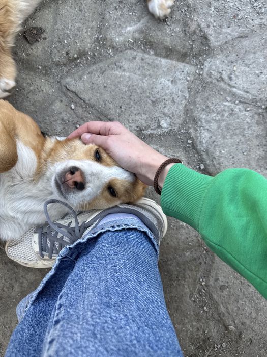 Цуценя, дівчинка активна