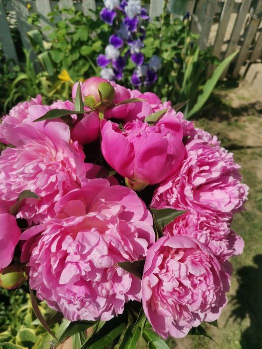 Продам півонії рожеві