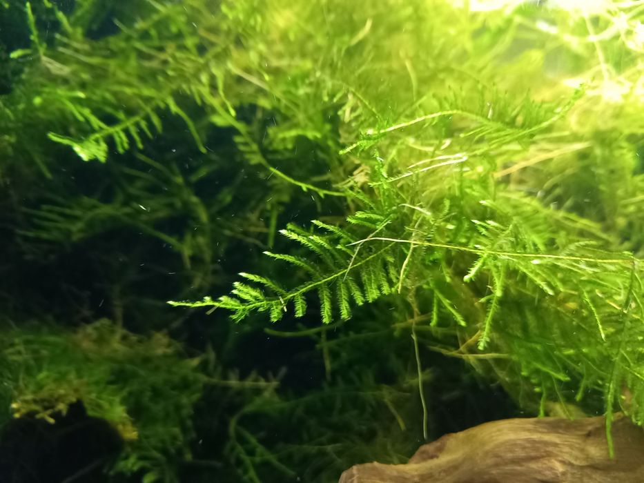Sprzedam mech piękny do akwarium
