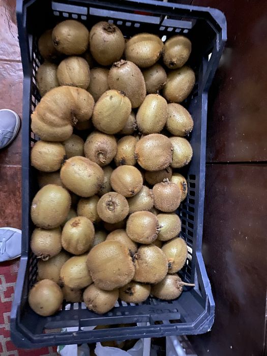 Vendo kiwi caseiros