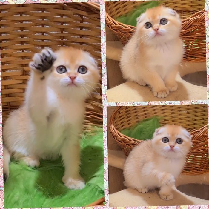 Оочень ручные и ласковые котята