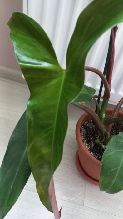 Філодендрон Мексіканум