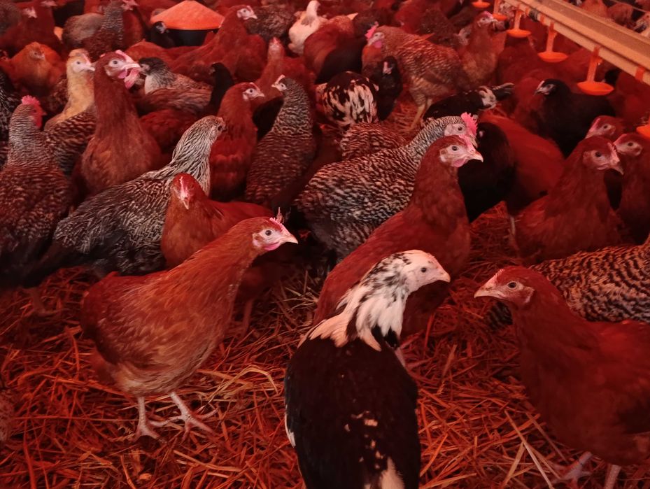 Kury nioski młode Rosa