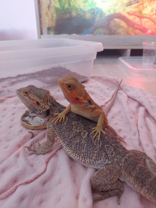 Agama brodata samiec roczny  -  terrarium