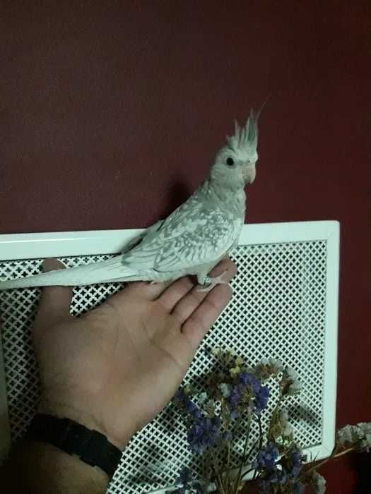 Agraponis/Roseicolis domésticados