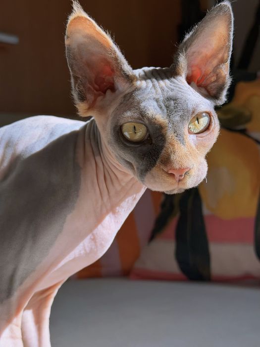 PROCURA namorado sphynx