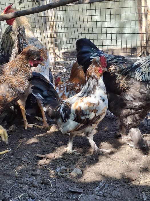 Молодые петушки Бентамки.