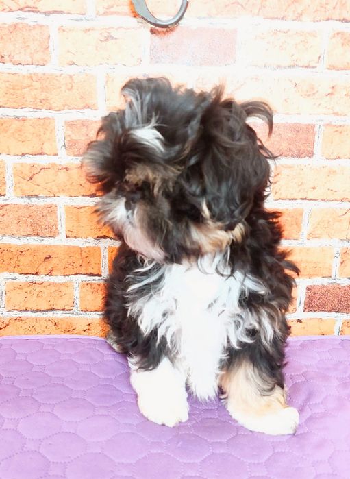 Chłopiec Shih-tzu do odbioru