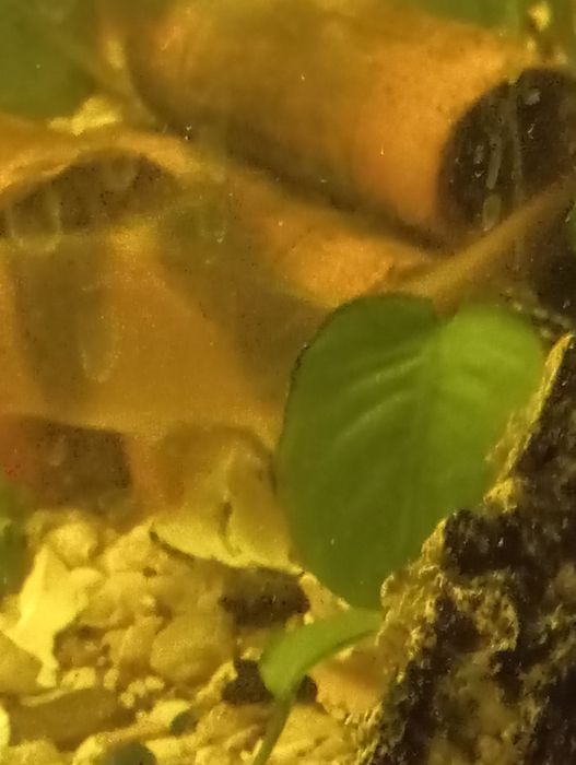 Bocja spaniała i mysia