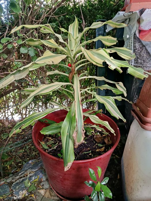 Milho amarelo vaso 40