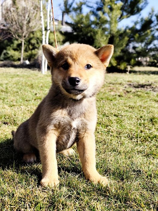 Гарнесенький хлопчик Шиба/ Сіба Іну