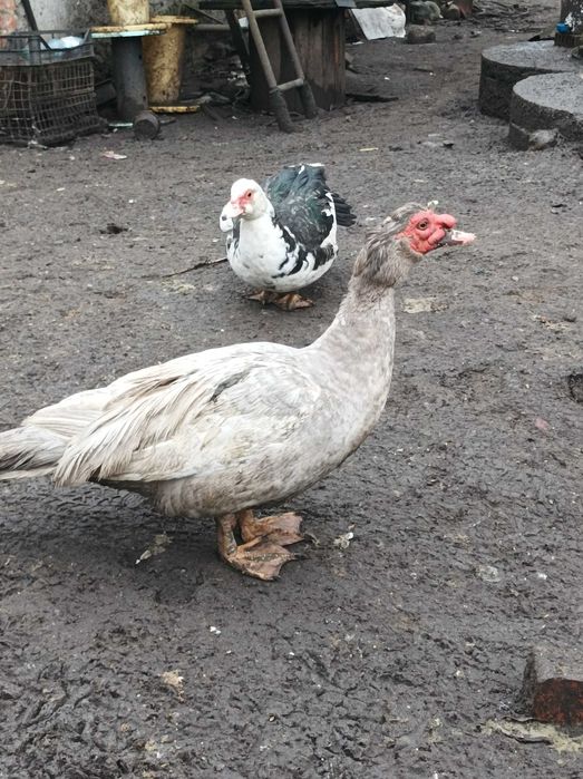 Kaczki pekinki-francuskie