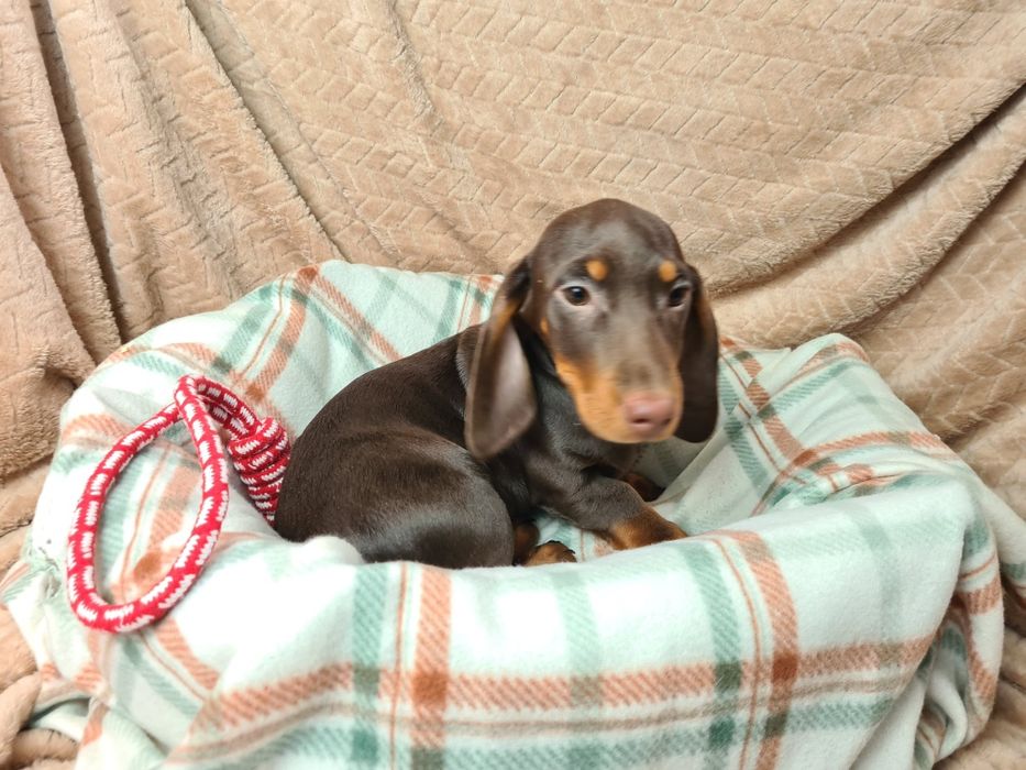 Jamnik miniaturowy choco tan