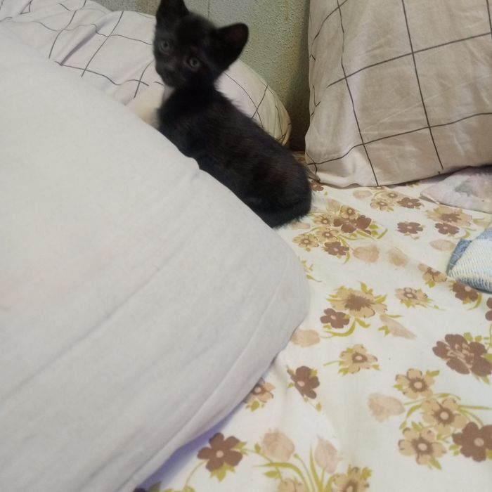 Gatinhos pretos para doar.