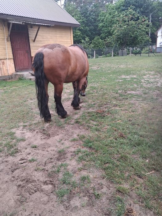 Konie na sprzedaż