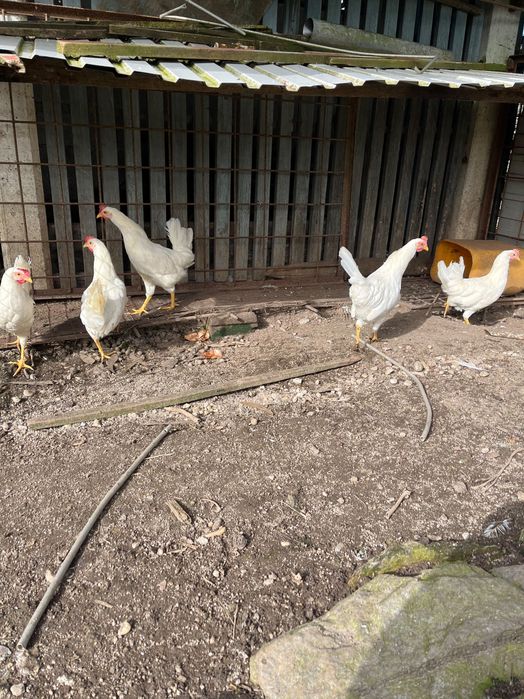 Galinhas Leghorn