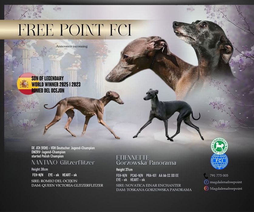 Suczka Charcik włoski FCI po Zwyciężcy Świata „25