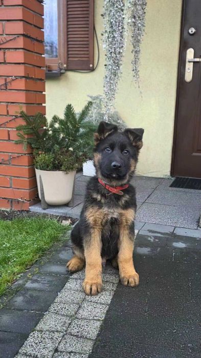 Owczarek Niemiecki Piesek