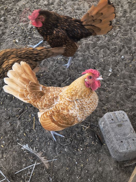 Kogut sebrytka wielbłądzia