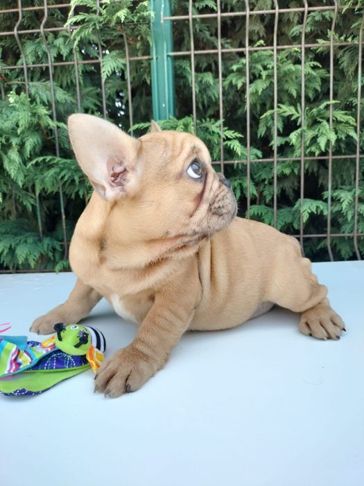 Bulldog frances top femea  exitica