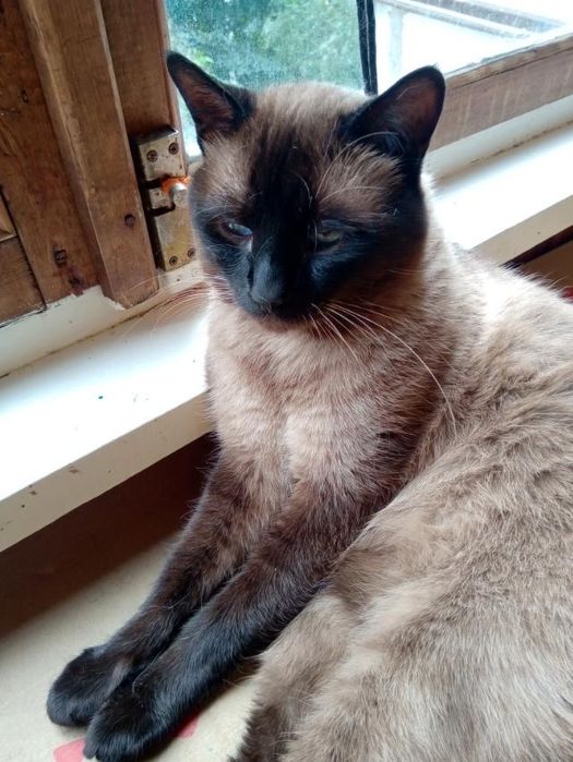 Продам сіамських котенят