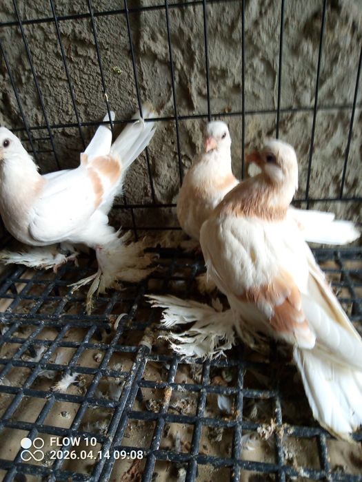 Blauwindry z26 młode